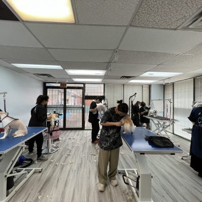 Academy services Academy trainees grooming dogs and cats
